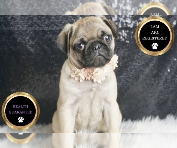 Medium Photo #8 Pug Puppy For Sale in WARSAW, IN, USA