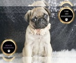 Small Photo #8 Pug Puppy For Sale in WARSAW, IN, USA