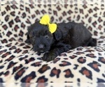 Small #1 Aussiedoodle Miniature 