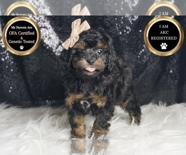 Medium Photo #6 Poodle (Toy) Puppy For Sale in WARSAW, IN, USA
