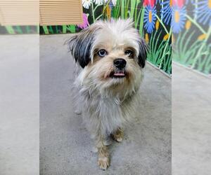 ShiChi Dogs for adoption in Frisco, CO, USA