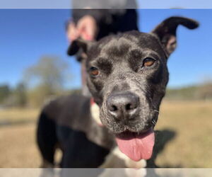 American Pit Bull Terrier-Unknown Mix Dogs for adoption in Farmerville, LA, USA