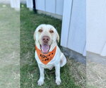 Small #3 Labrador Retriever