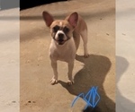 Small Photo #1 Bullhuahua-Chihuahua Mix Puppy For Sale in RAWSONVILLE, MI, USA