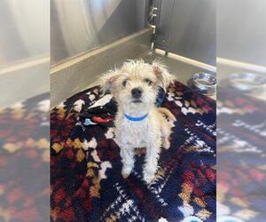 Cairn Terrier-Unknown Mix Dogs for adoption in San Martin, CA, USA