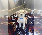 Small Cairn Terrier Mix