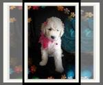 Small #181 Sheepadoodle