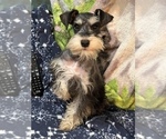 Small Photo #1 Schnauzer (Miniature) Puppy For Sale in SARASOTA, FL, USA