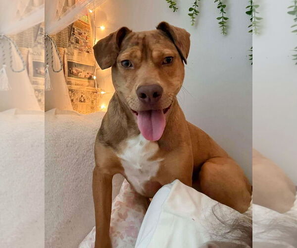 Medium Photo #1 Beagle-Unknown Mix Puppy For Sale in GILBERTS, IL, USA