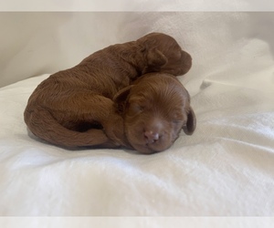 Goldendoodle (Miniature) Puppy for sale in VACAVILLE, CA, USA