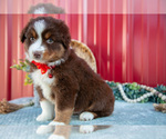 Small Photo #4 Miniature Australian Shepherd Puppy For Sale in MILLERSBURG, OH, USA