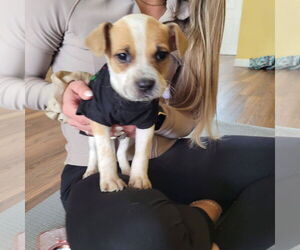 Mutt Dogs for adoption in New London, WI, USA