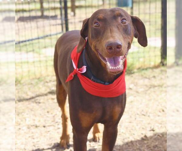 Medium Photo #1 Doberman Pinscher-Unknown Mix Puppy For Sale in San Antonio, TX, USA