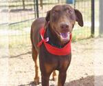 Small Doberman Pinscher Mix