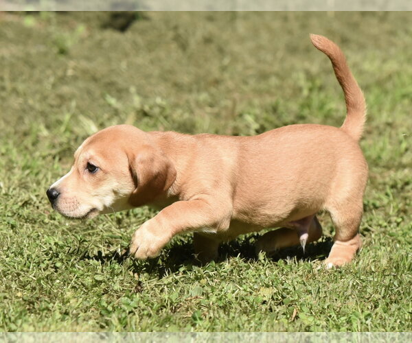 Medium Photo #1 Dachsador Puppy For Sale in Mechanicsburg, PA, USA