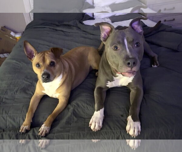 Medium Photo #6 American Pit Bull Terrier-Unknown Mix Puppy For Sale in Rocky Point, NC, USA