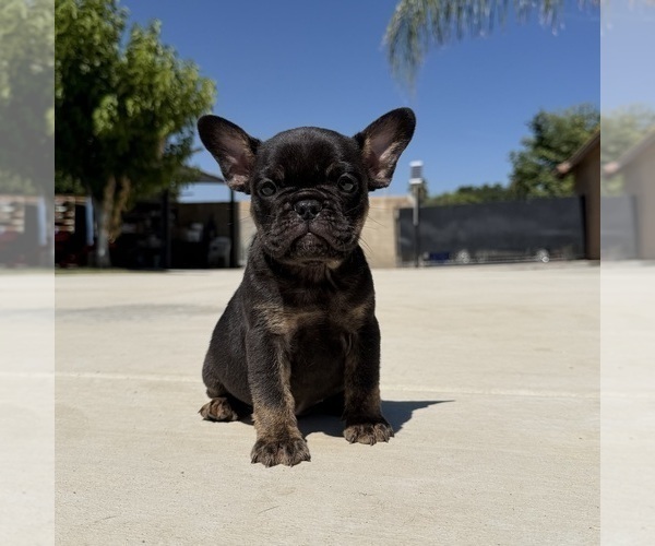 Medium Photo #4 French Bulldog Puppy For Sale in BLOOMINGTON, CA, USA
