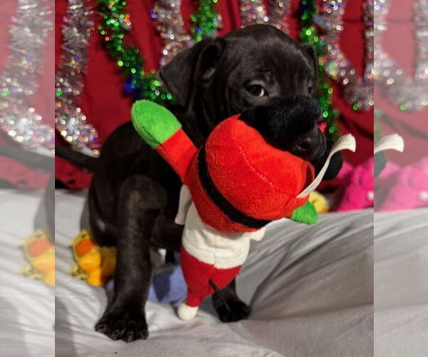 Medium Photo #3 Mutt Puppy For Sale in Tarrytown, GA, USA