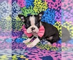 Small Photo #2 Boston Terrier Puppy For Sale in COCHRANVILLE, PA, USA