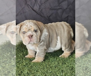 English Bulldog Puppy for sale in MIAMI BEACH, FL, USA