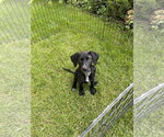 Small #1 Labrador Retriever Mix
