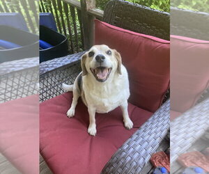 Beagle-Unknown Mix Dogs for adoption in Aurora, IN, USA