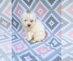 Small Photo #6 Poodle (Miniature) Puppy For Sale in DUNNVILLE, KY, USA