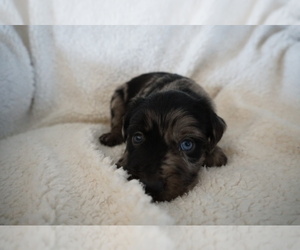 Miniature Australian Shepherd Puppy for Sale in GREELEY, Colorado USA