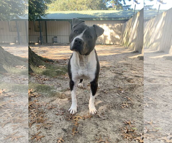 Medium Photo #20 American Bulldog Puppy For Sale in Lexington, SC, USA