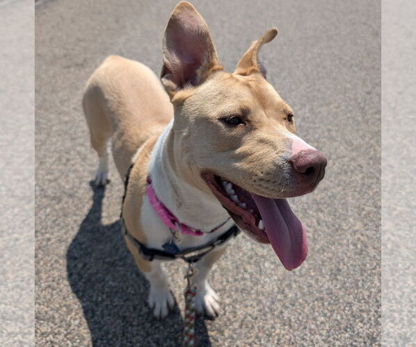 Medium Photo #49 American Pit Bull Terrier-Unknown Mix Puppy For Sale in Fargo, ND, USA