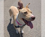 Small #48 American Pit Bull Terrier Mix