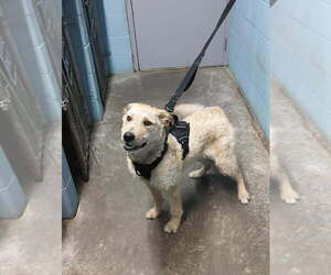 Mutt Dogs for adoption in Evansville, IN, USA