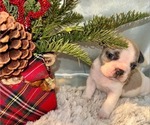 Puppy Male moo moo French Bulldog