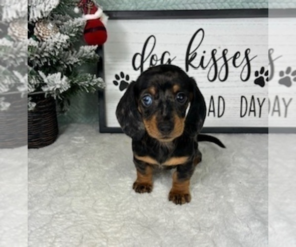 Medium Photo #2 Dachshund Puppy For Sale in GREENFIELD, IN, USA
