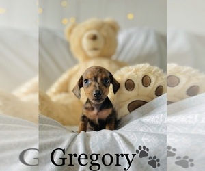 Dachshund Puppy for sale in COOKEVILLE, TN, USA