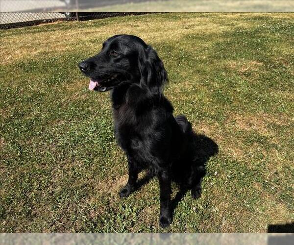 Medium Photo #1 Mutt Puppy For Sale in Grovetown, GA, USA