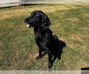 Mutt Dogs for adoption in Grovetown, GA, USA