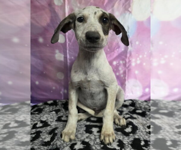 Medium Photo #1 Doberman Pinscher-Pointer Mix Puppy For Sale in Lakewood, CO, USA