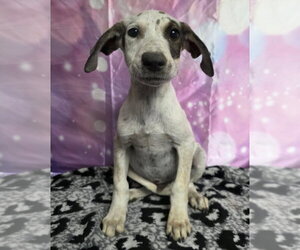 Doberman Pinscher-Pointer Mix Dogs for adoption in Lakewood, CO, USA