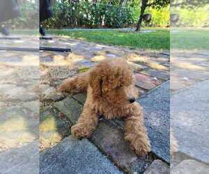 Medium Poodle (Toy)