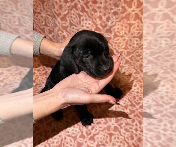 Medium Photo #4 Labmatian Puppy For Sale in ANTIOCH, CA, USA