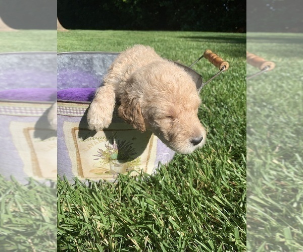 Medium Photo #5 Labradoodle Puppy For Sale in DURHAM, CA, USA