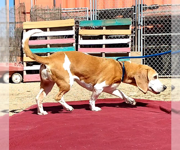 Medium Photo #4 Beagle Puppy For Sale in Apple Valley, CA, USA