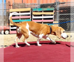 Small Photo #4 Beagle Puppy For Sale in Apple Valley, CA, USA