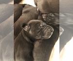 Small Photo #4 Great Dane Puppy For Sale in MINERAL WELLS, TX, USA