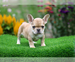 Puppy Ruby French Bulldog