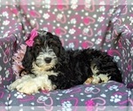 Small Photo #6 Bernedoodle (Miniature) Puppy For Sale in RISING SUN, MD, USA