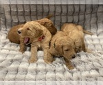 Small Photo #23 Goldendoodle Puppy For Sale in SUGAR LAND, TX, USA