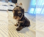Small #9 Yorkshire Terrier