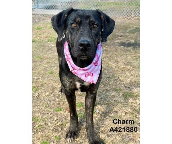 Medium Photo #1 Black and Tan Coonhound-Unknown Mix Puppy For Sale in Conroe, TX, USA